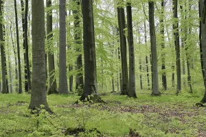 Beech forest in spring with jung green leafs