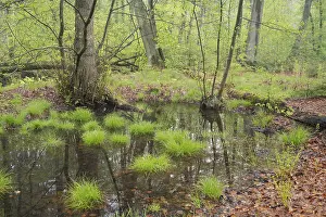 Beech forest in spring, pond in the forest