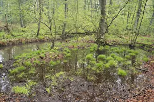 Beech forest in spring, pond in the forest