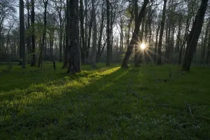 Beech forest in spring, with sun star