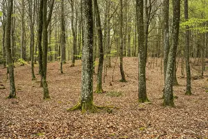 Beech forest in springtime in Ystad Municipality
