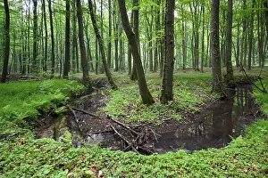 Beech forest and stream in spring