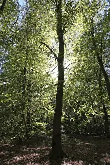 Beech forest with sun