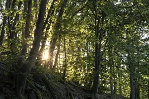 Beech forest with sun star. roots and rocks
