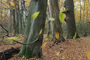 Beech forest, tree trunks, beech trunks