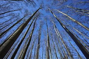 Beech forest, treetops, Kahl, sky
