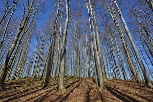 Beech forest, treetops, Kahl, sky