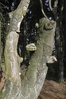 Beech forest on the Velmerstot in Lippe