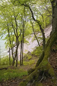 Beech forest with view of chalk cliffs in Jasmund National Park on Rugen