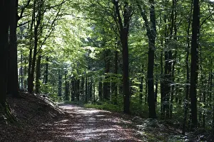 Beech forest, walking trail in the Taunus