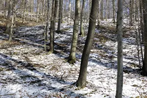 Beech forest in winter, beech forest in winter 02