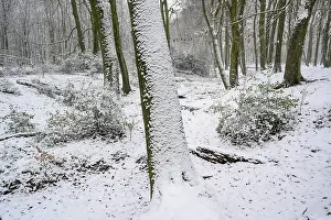 Beech forest in winter, with freshly fallen snow