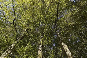 Beech grove with European Beech (Fagus sylvatica) in autumn in Lower Saxony
