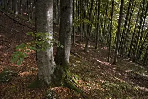 Beech grove (Fagus), Vomperloch