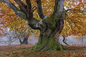 Beech in Hutewald Halloh, Hesse, Germany