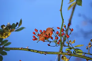 Beech leaf, autumn time, October, Germany
