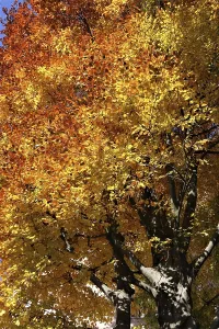 Beech leaves (Fagus)