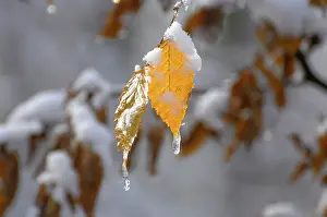 Beech leaves, snow with deciduous forest in winter