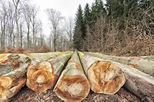Beech logs (Fagus) in winter, North Rhine-Westphalia
