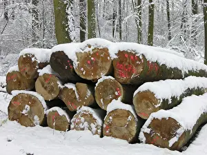 Beech logs in the winter forest with snow