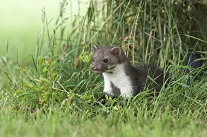 Beech marten hunting in a meadow (Martes foina)