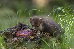 One beech marten (Martes foina)