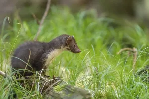 One beech marten (Martes foina)