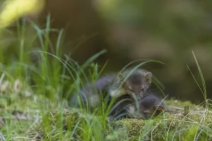 Two beech marten (Martes foina)