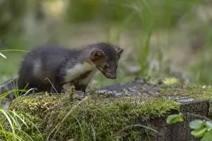 Two beech marten (Martes foina)