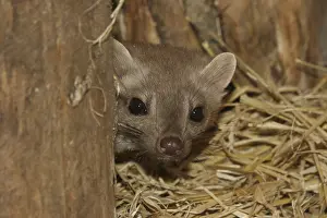 Beech Marten, martes foina
