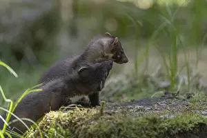 Two beech marten (Martes foina)