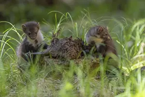 Two beech marten (Martes foina)
