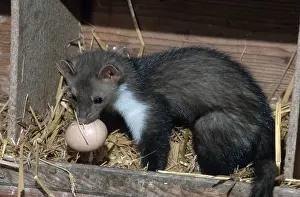 Beech Marten (Martes foina) in chicken coop stealing egg