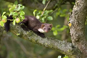 Beech marten (Martes foina) Lower Saxony