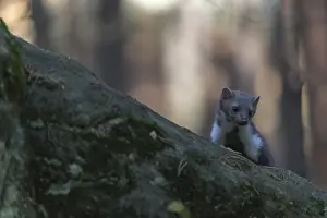 One beech marten (Martes foina) running thru a forest of pines