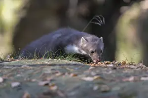 One beech marten (Martes foina) standing on a rock and feeding on something