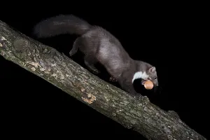 Beech marten (Martes foina) with a stolen egg