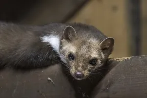 Beech marten (Martes foina), stone marten looking down from beam in wooden roof truss of barn