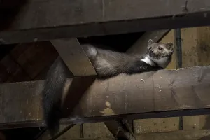Beech marten (Martes foina), stone marten looking down from beam in wooden roof truss of barn