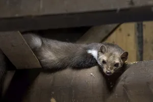 Beech marten (Martes foina), stone marten looking down from beam in wooden roof truss of barn