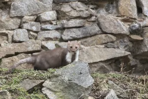 One beech marten running between the stones of a ruin of an ancient castle looking for food