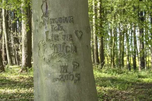 Beech with a message of love (Fagus)