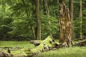 Beech primeval forest with deadwood