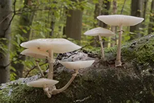 Beech or ringed slime mould (Oudemansiella mucida)