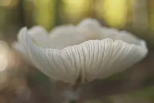 Beech or ringed slime mould (Oudemansiella mucida)