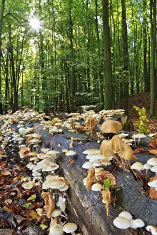Beech ringworm, Oudemansiella mucida (Tricholomataceae)