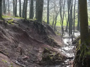 Beech roots exposed by erosion