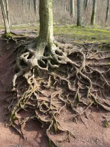 Beech roots exposed by erosion
