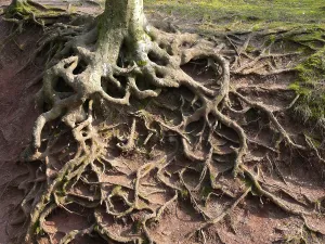 Beech roots exposed by erosion