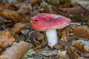 Beech russula (Russula nobilis)